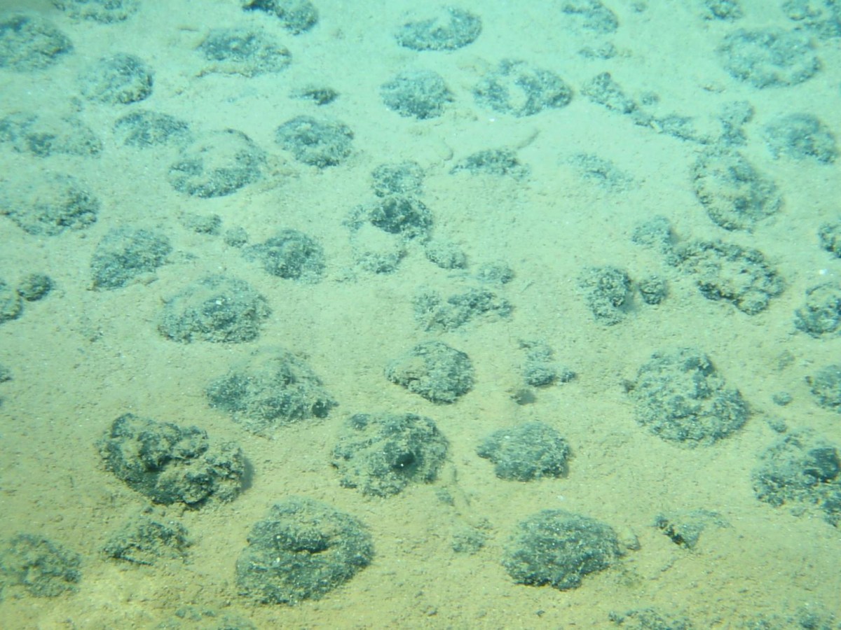 The seafloor is blanketed n mounded rocks.