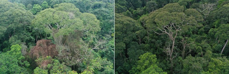 Dos imágenes muestran el mismo árbol, antes (izquierda) y después (derecha) del impacto de un rayo. En la imagen de la derecha, el árbol no está cubierto de enredaderas leñosas y algunos de los árboles que lo rodean han muerto.